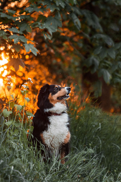 Australien Shephert im Sonnenuntergang